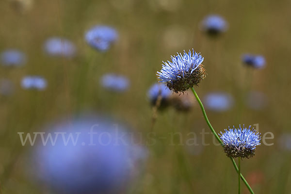 Berg-Sandglöckchen (Jasione montana)