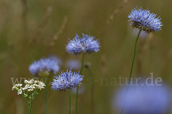 Berg-Sandglöckchen (Jasione montana)