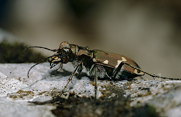 Berg-Sandlaufkäfer (Cicindela silvicola)