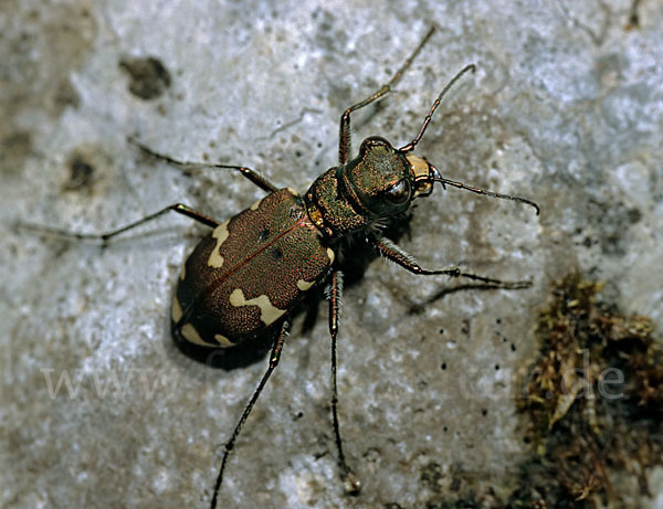 Berg-Sandlaufkäfer (Cicindela silvicola)