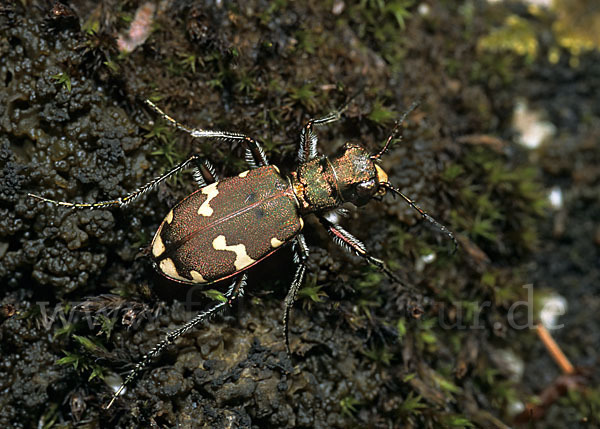 Berg-Sandlaufkäfer (Cicindela silvicola)