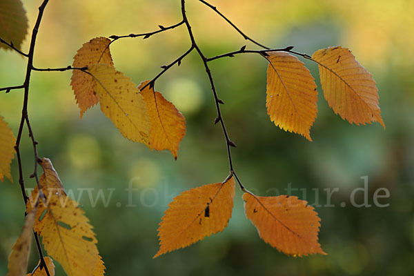 Berg-Ulme (Ulmus glabra)