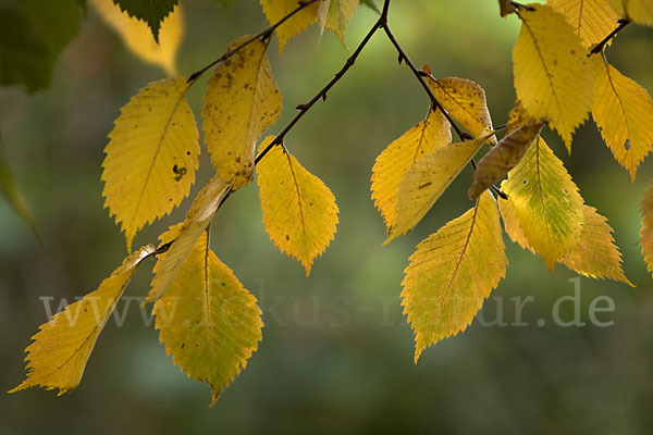 Berg-Ulme (Ulmus glabra)