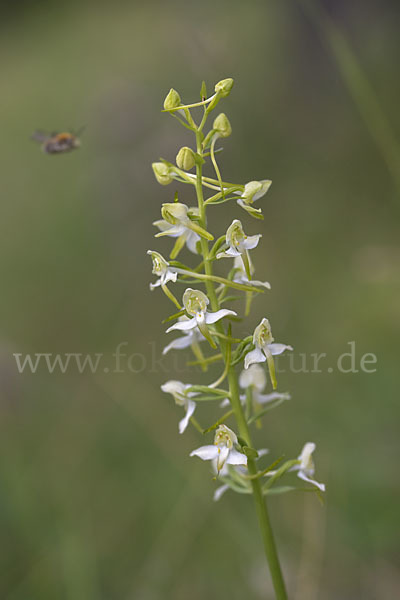 Berg-Waldhyazinthe (Platanthera chlorantha)