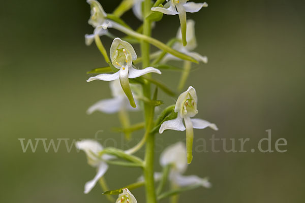 Berg-Waldhyazinthe (Platanthera chlorantha)