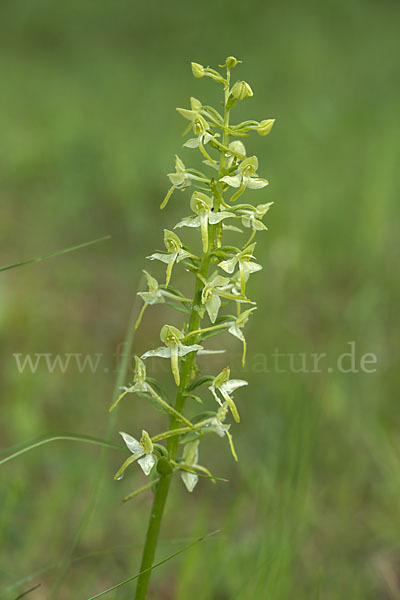 Berg-Waldhyazinthe (Platanthera chlorantha)