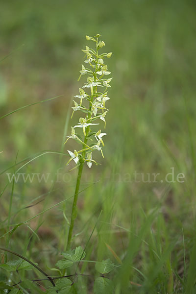 Berg-Waldhyazinthe (Platanthera chlorantha)