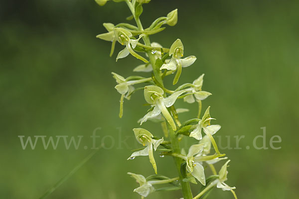 Berg-Waldhyazinthe (Platanthera chlorantha)