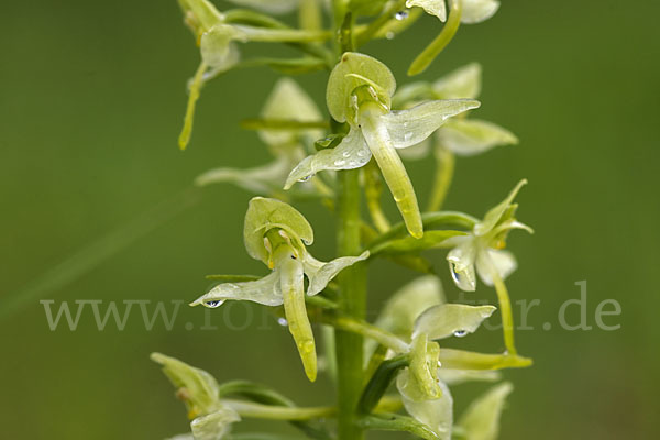 Berg-Waldhyazinthe (Platanthera chlorantha)