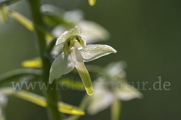 Berg-Waldhyazinthe (Platanthera chlorantha)