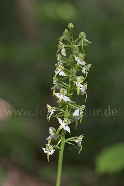 Berg-Waldhyazinthe (Platanthera chlorantha)