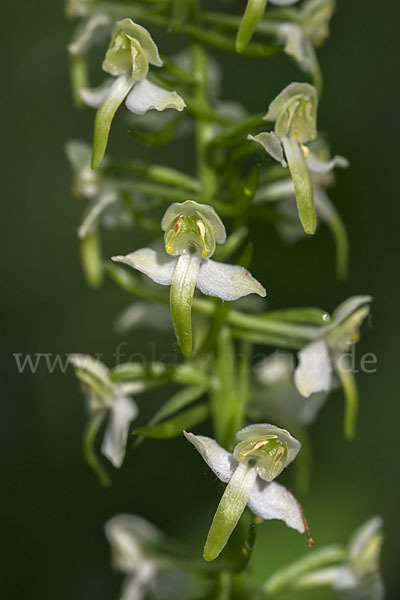 Berg-Waldhyazinthe (Platanthera chlorantha)