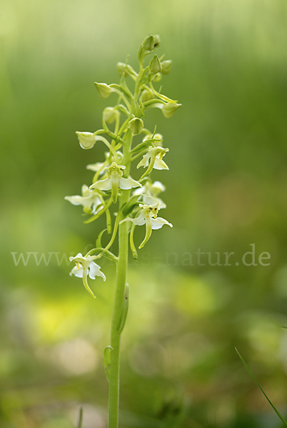 Berg-Waldhyazinthe (Platanthera chlorantha)
