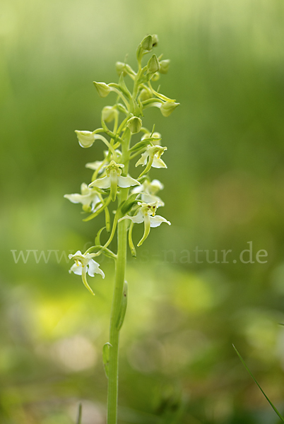 Berg-Waldhyazinthe (Platanthera chlorantha)