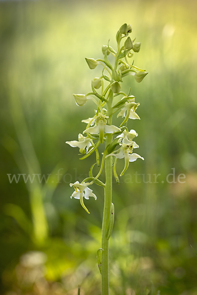 Berg-Waldhyazinthe (Platanthera chlorantha)