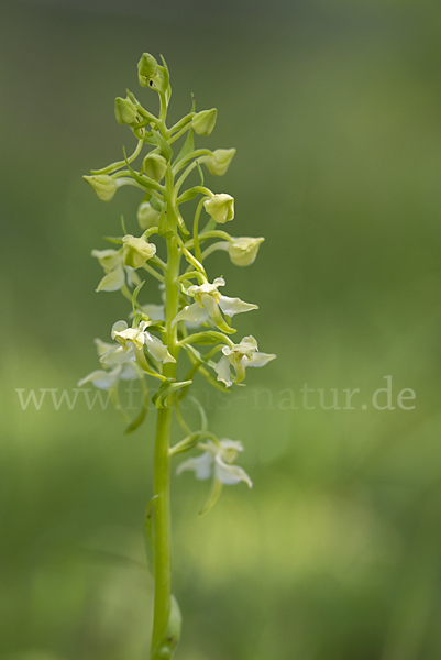 Berg-Waldhyazinthe (Platanthera chlorantha)