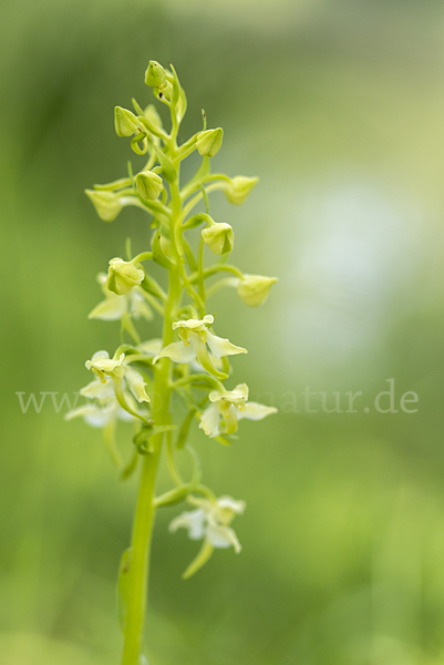 Berg-Waldhyazinthe (Platanthera chlorantha)