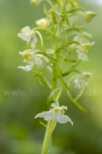 Berg-Waldhyazinthe (Platanthera chlorantha)