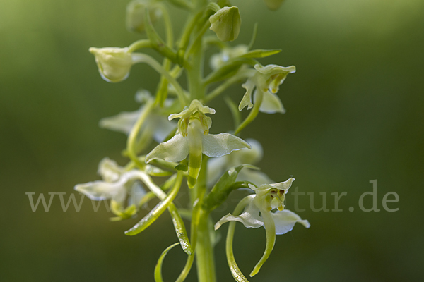 Berg-Waldhyazinthe (Platanthera chlorantha)