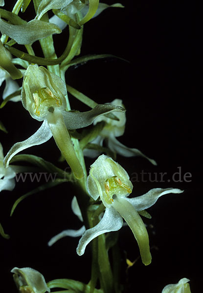 Berg-Waldhyazinthe (Platanthera chlorantha)