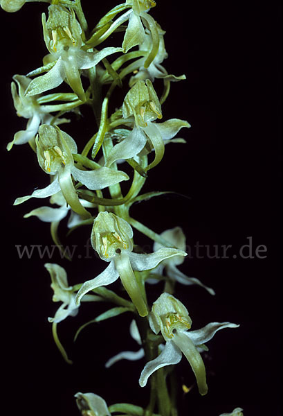 Berg-Waldhyazinthe (Platanthera chlorantha)