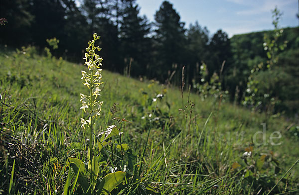 Berg-Waldhyazinthe (Platanthera chlorantha)