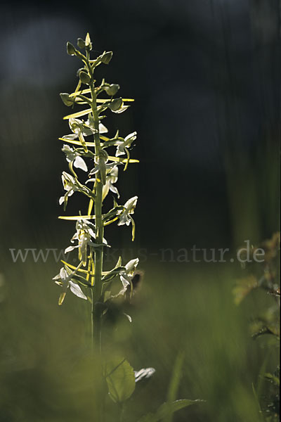 Berg-Waldhyazinthe (Platanthera chlorantha)