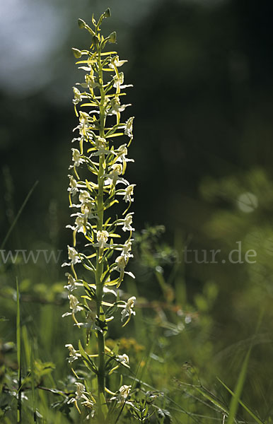 Berg-Waldhyazinthe (Platanthera chlorantha)