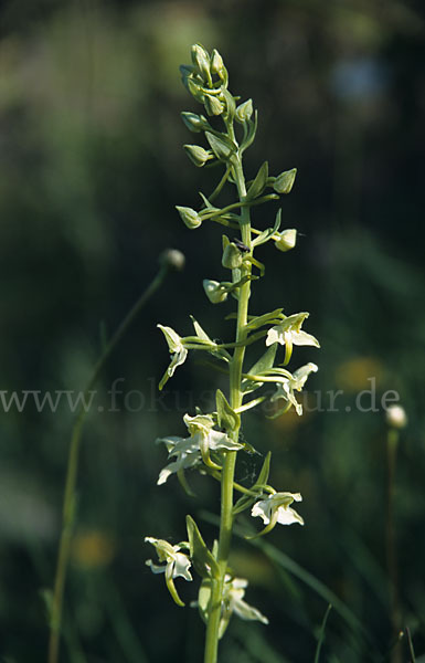 Berg-Waldhyazinthe (Platanthera chlorantha)