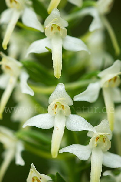 Berg-Waldhyazinthe (Platanthera chlorantha)