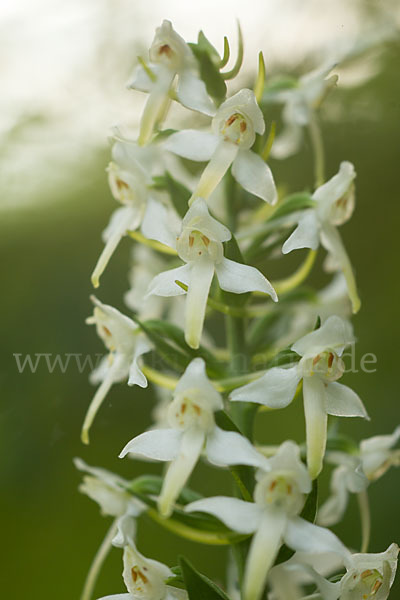 Berg-Waldhyazinthe (Platanthera chlorantha)