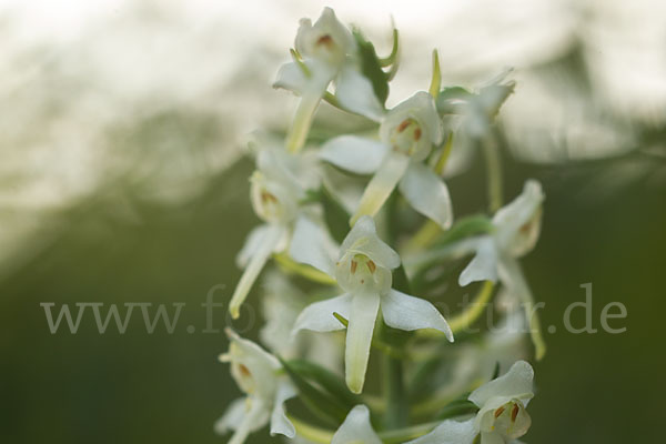 Berg-Waldhyazinthe (Platanthera chlorantha)