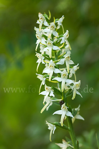 Berg-Waldhyazinthe (Platanthera chlorantha)