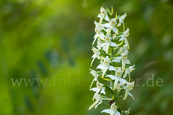 Berg-Waldhyazinthe (Platanthera chlorantha)