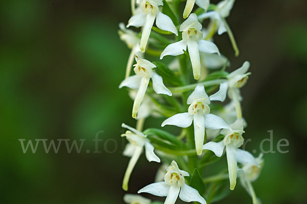 Berg-Waldhyazinthe (Platanthera chlorantha)