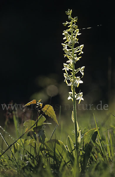 Berg-Waldhyazinthe (Platanthera chlorantha)