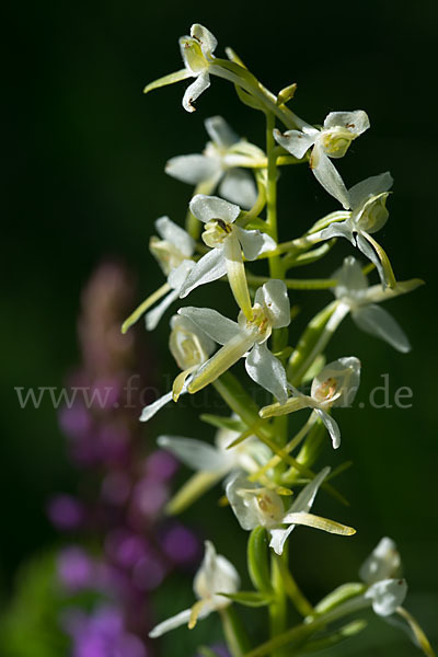 Berg-Waldhyazinthe (Platanthera chlorantha)