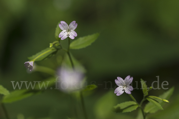 Berg-Weidenröschen (Epilobium montanum)