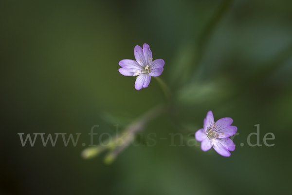 Berg-Weidenröschen (Epilobium montanum)