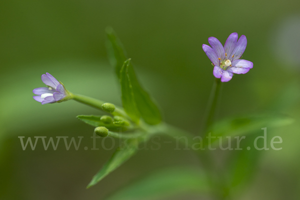 Berg-Weidenröschen (Epilobium montanum)