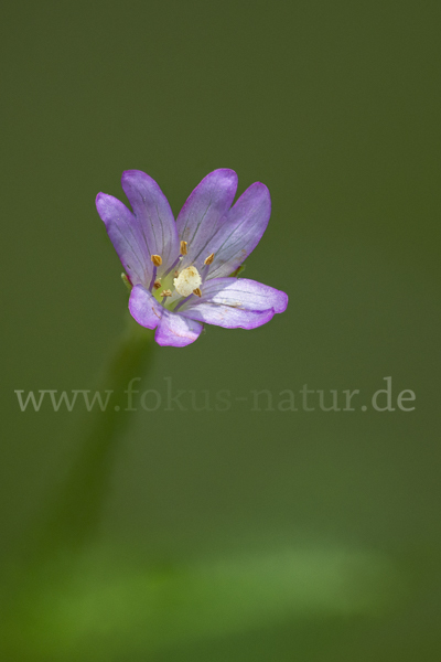 Berg-Weidenröschen (Epilobium montanum)