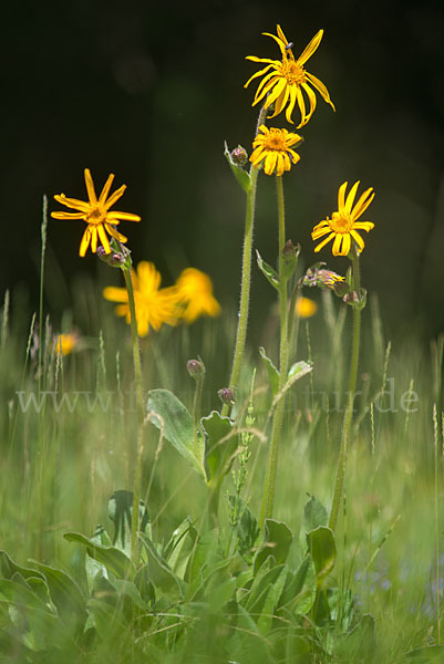 Berg-Wohlverleih (Arnica montana)