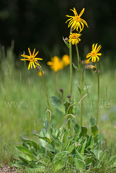 Berg-Wohlverleih (Arnica montana)