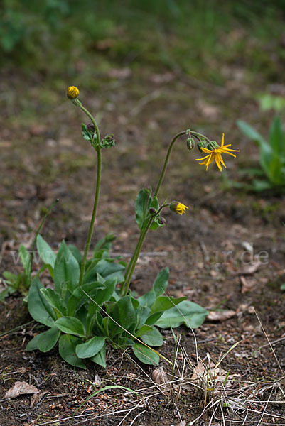 Berg-Wohlverleih (Arnica montana)