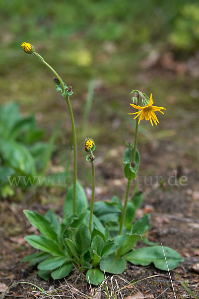 Berg-Wohlverleih (Arnica montana)