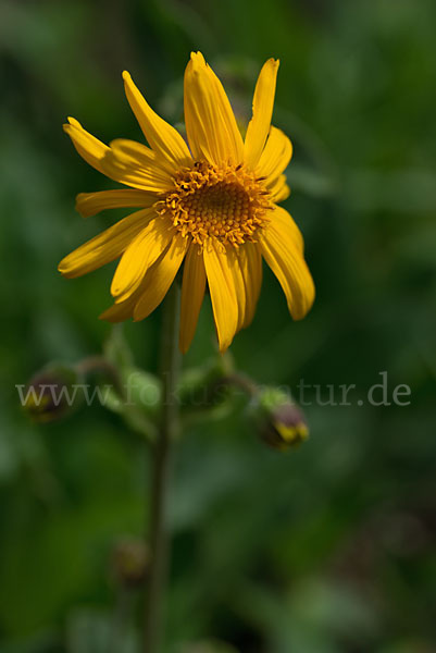 Berg-Wohlverleih (Arnica montana)