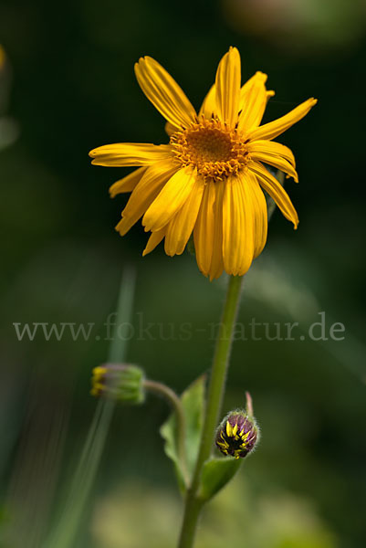 Berg-Wohlverleih (Arnica montana)