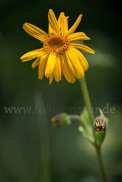 Berg-Wohlverleih (Arnica montana)