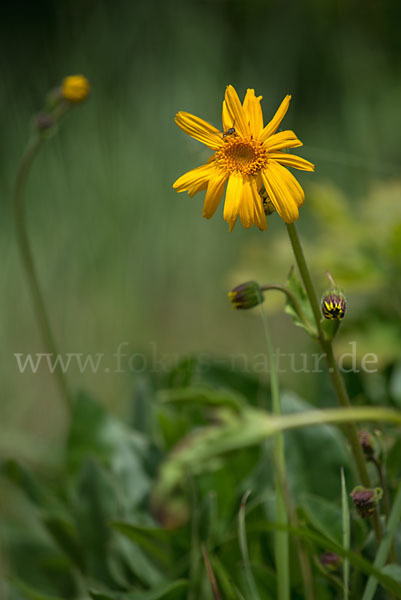 Berg-Wohlverleih (Arnica montana)