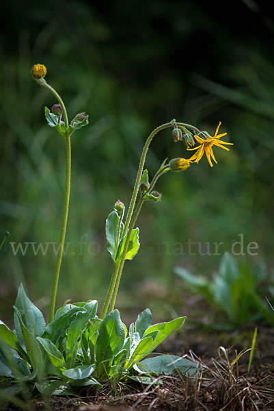 Berg-Wohlverleih (Arnica montana)